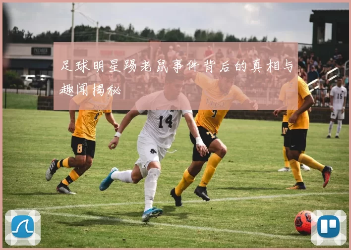 足球明星踢老鼠事件背后的真相与趣闻揭秘